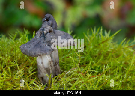 Gris ardoise, selle noir cannelé elfin saddle, Elfin saddle (Helvella lacunosa, Helvella sulcata), dans la région de moss, Allemagne Banque D'Images