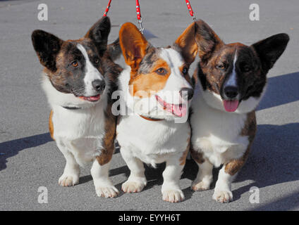 Welsh Corgi Pembroke (Canis lupus f. familiaris), trois ensemble Welsh Corgi Pembrokes en laisse, Allemagne Banque D'Images