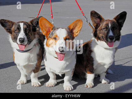 Welsh Corgi Pembroke (Canis lupus f. familiaris), trois ensemble Welsh Corgi Pembrokes en laisse, Allemagne Banque D'Images