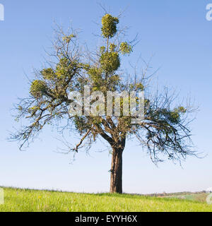 Le gui (Viscum album subsp. album), gui sur un pommier, Autriche Banque D'Images