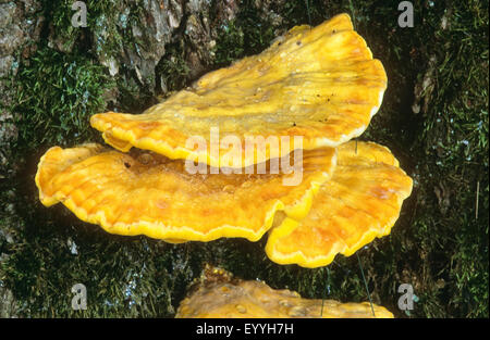 Le Poulet des bois, Aulphur polypore, soufre (plateau) : sulphureus, sur un tronc d'arbre, Allemagne Banque D'Images