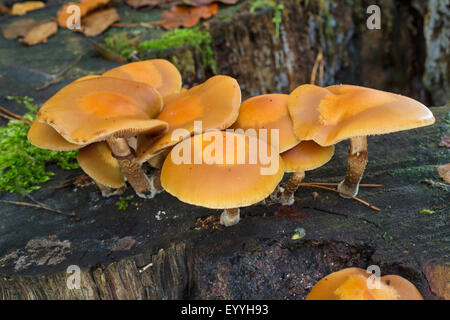 Woodtuft Scalycap, gainé (Kuehneromyces mutabilis, Galerina mutabilis, Pholiota Mutabilis), sur le bois mort, Allemagne Banque D'Images