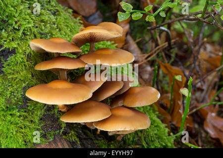 Woodtuft Scalycap, gainé (Kuehneromyces mutabilis, Galerina mutabilis, Pholiota Mutabilis), sur le bois mort, Allemagne Banque D'Images