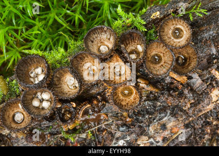 Nid d'oiseau à cannelures (Cyathus striatus, Peziza striata, Cyathella striata), des organes de fructification sur le bois mort, Allemagne Banque D'Images