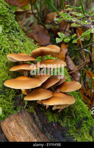 Woodtuft Scalycap, gainé (Kuehneromyces mutabilis, Galerina mutabilis, Pholiota Mutabilis), sur le bois mort, Allemagne Banque D'Images