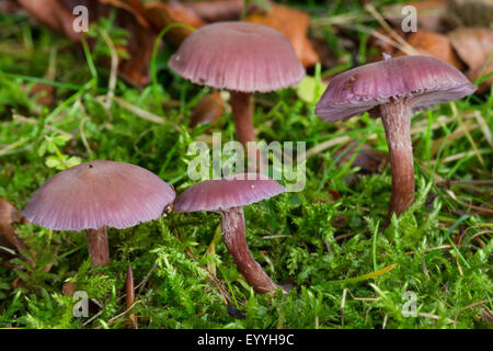 Améthyste (Laccaria amethystea trompeur, Laccaria amethystina), dans la région de Moos, Allemagne Banque D'Images