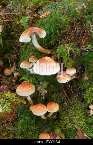 La brique, brique Hypholoma lateritium, touffe (HYPHOLOMA SUBLATERITIUM, Naematoloma sublateritium), sur le bois mort, Allemagne Banque D'Images