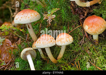 La brique, brique Hypholoma lateritium, touffe (HYPHOLOMA SUBLATERITIUM, Naematoloma sublateritium), sur le bois mort, Allemagne Banque D'Images