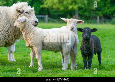 Le mouton domestique (Ovis ammon f. bélier), branche de shepp debout avec trois agneaux dans un pré, Allemagne, Rhénanie du Nord-Westphalie Banque D'Images