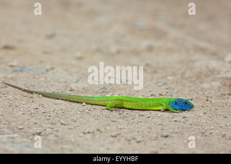 Balkan lézard vert, lézard émeraude des Balkans (Lacerta trilineata), homme rampent sur le sol, la Bulgarie, l'AMBAR Beach Banque D'Images