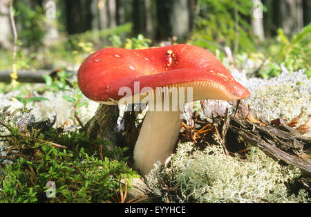 Tall russule (Russula paludosa), la fructification, sur la mousse et lichened deadwood, Allemagne Banque D'Images