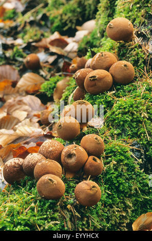 (Lycoperdon pyriforme vesse-moignon, Morganella pyriformis), des organes de fructification sur mousse, Allemagne Banque D'Images