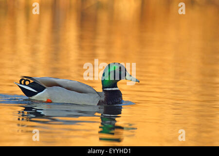 Le Canard colvert (Anas platyrhynchos), homme natation, Pays-Bas, Frise Banque D'Images