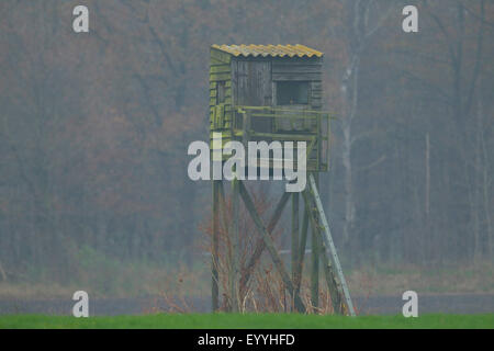 Chaire de chasse sur un champ en novembre, l'Allemagne, Rhénanie du Nord-Westphalie Banque D'Images