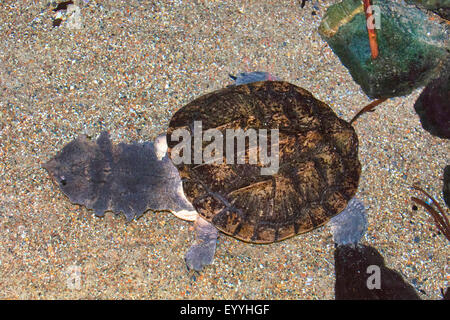 Matamata (Chelus fimbriatus), sous l'eau Banque D'Images