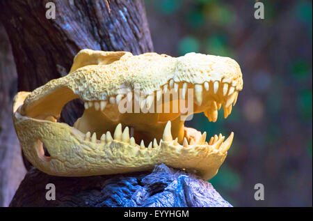 Le crocodile du Nil (Crocodylus niloticus), du crâne de crocodile du Nil, Allemagne Banque D'Images