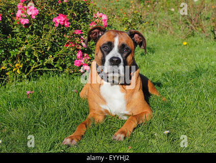 Dog (Canis lupus f. familiaris), un boxeur de 5 ans race mélangée mâle couché devant un buisson rose, Allemagne Banque D'Images