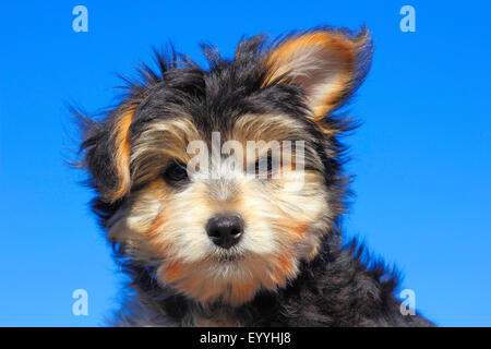 Dog (Canis lupus f. familiaris), portrait d'un caniche chiot de race mixte, Allemagne Banque D'Images