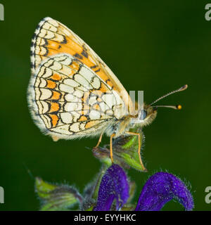 L'Assmann fritillary (Mellicta britomartis), sur une fleur Banque D'Images