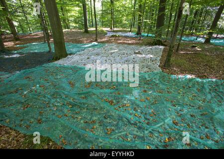Le hêtre commun (Fagus sylvatica), la collecte de faines avec filets répartis dans une forêt de hêtres, la collecte de semences, Allemagne Banque D'Images