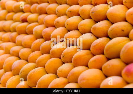 Abricotier (Prunus armeniaca), empilées les abricots Banque D'Images