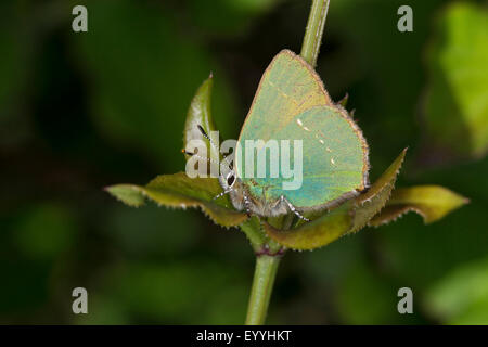 Porte-queue vert (Callophrys rubi), assis sur une feuille avec les ailes repliées, Allemagne Banque D'Images