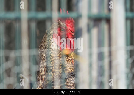 Les oiseaux domestiques (Gallus gallus f. domestica), confinant dans une cage, en Allemagne, en Rhénanie du Nord-Westphalie Banque D'Images