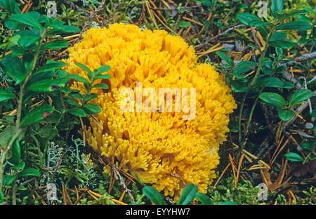 Corail, coraux (Ramaria spec.), des organes de fructification sur le sol forestier, Allemagne Banque D'Images