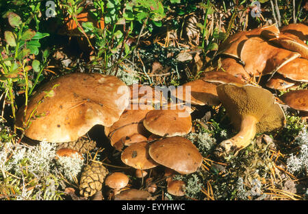 Bolet bovine (Suillus bovinus), des organes de fructification sur le sol forestier, Allemagne Banque D'Images