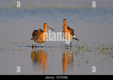 Barge à queue noire (Limosa limosa), deux hommes debout dans l'eau peu profonde, Pays-Bas Banque D'Images