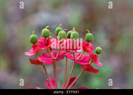 L'euphorbe rampante, queue de l'Âne, Myrtle Spurge (Euphorbia myrsinites), graines, Grèce, Lesbos Banque D'Images