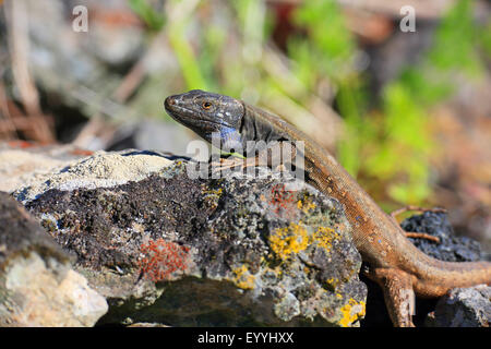 Ouest de l'île des Canaries (Lézard Gallotia galloti palmae), homme couché sur un mur, Canaries, La Palma Banque D'Images