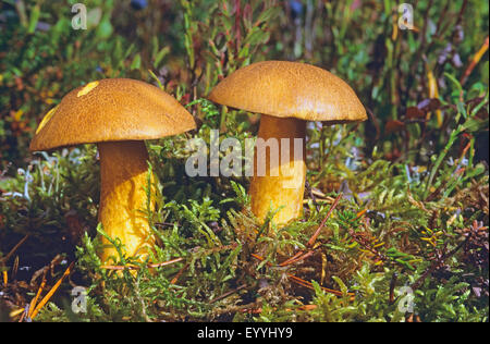 Pieds de velours (Suillus variegatus, Boletus variegatus), deux organes de fructification sur le sol moussu, side view, Allemagne Banque D'Images