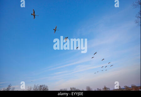 Mute swan (Cygnus olor), flying flock, Allemagne, Bavière, Franken, Franconia Banque D'Images