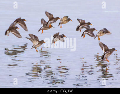 Bécasseau violet (Calidris maritima), groupe à l'atterrissage dans l'eau, de la Norvège, Troms, Tromsoe Banque D'Images