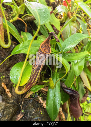 La sarracénie pourpre (Nepenthes spec.), feuilles, pichets, Singapour Banque D'Images