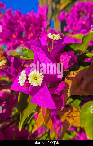 Bougainvillée (Bougainvillea glabra), les fleurs et les bractées, de l'Australie, Australie occidentale, Newman Banque D'Images