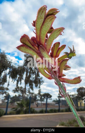 Grande Patte de kangourou, patte de kangourou (Anigozanthos spec.), fleur de la patte de kangourou, Australie, Australie occidentale, Kalgoorlie Banque D'Images