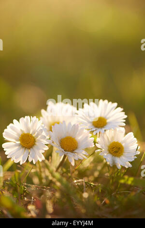 Marguerite commune, pelouse, Daisy Daisy (Anglais) Bellis perennis, cinq marguerites, Allemagne, Bavière, Oberpfalz Banque D'Images