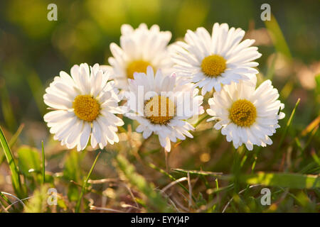 Marguerite commune, pelouse, Daisy Daisy (Anglais) Bellis perennis, cinq marguerites, Allemagne, Bavière, Oberpfalz Banque D'Images