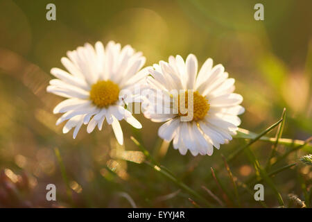 Marguerite commune, pelouse, Daisy Daisy (Anglais) Bellis perennis, deux Marguerites, Allemagne, Bavière, Oberpfalz Banque D'Images
