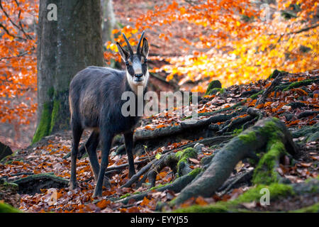 Chamois (Rupicapra rupicapra), debout dans une forêt d'automne, la Suisse, Sankt Gallen Banque D'Images