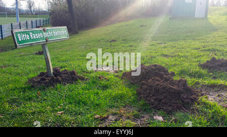 Taupe taupe commun européen, nord, mole (Talpa europaea), panneau "se tenir à l'écart l'herbe' dans un molhill au bord d'un terrain de football, Allemagne Banque D'Images