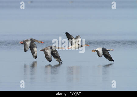 Bar à tête rousse (Anser indicus), battant avec oies cendrées à proximité de la surface de l'eau, de l'Allemagne, de Bavière, le lac de Chiemsee Banque D'Images