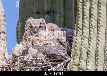 Grand-duc d'Amérique (Bubo virginianus), les jeunes oiseaux dans le nid dans un saguro, USA, Arizona, Phoenix, Sonorawueste Banque D'Images