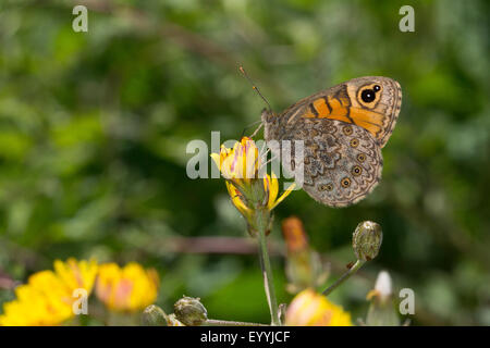 Mur, wall brown (Lasiommata megera, Pararge megera), femme sucer à un nectar, à fleurs jaunes en Allemagne Banque D'Images