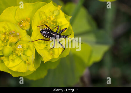 Assassin bugs, bugs (conenose Rhinocoris Rhynocoris cuspidatus, cuspidatus), nymphe sur une fleur jaune, Allemagne Banque D'Images