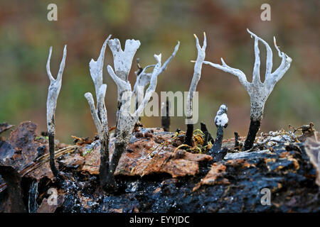 Candlesnuff Xylaria hypoxylon (champignon), des organes de fructification sur le bois mort, Allemagne Banque D'Images