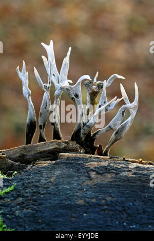 Candlesnuff Xylaria hypoxylon (champignon), des organes de fructification sur le bois mort, Allemagne Banque D'Images