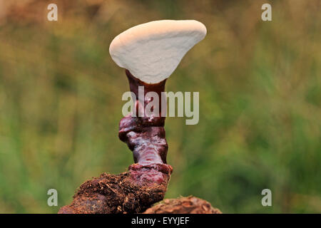 Support laqué, le champignon Reishi (champignon, Lingzhi Ganoderma lucidum), les jeunes, la fructification de champignons médicaux, Allemagne Banque D'Images